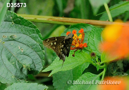 Dorantes Longtail (Urbanus dorantes)